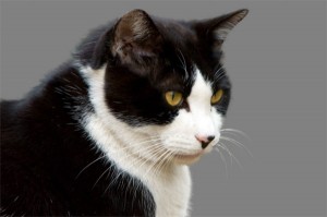 e58aa0e5b7a5e5be8c 300x199 Adobe Photoshop CS4で抽出フィルタを使う